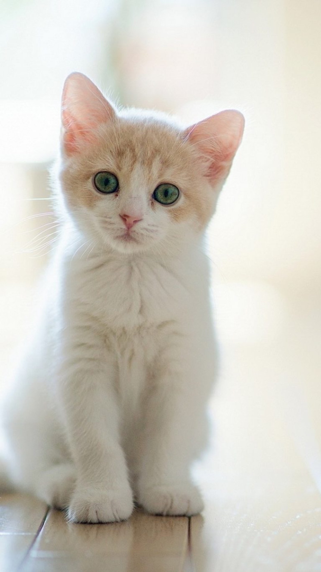 かわいい猫のスマホ壁紙