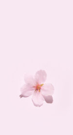 floral84 150x275 - おしゃれな花柄の無料高画質スマホ壁紙115枚 [iPhone＆Androidに対応]