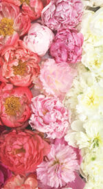 floral88 150x275 - おしゃれな花柄の無料高画質スマホ壁紙115枚 [iPhone＆Androidに対応]