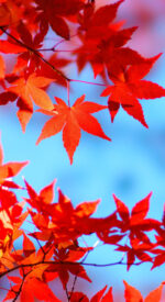 autumnleaves01 150x275 - 美しい紅葉の無料高画質スマホ壁紙24枚 [iPhone＆Androidに対応]