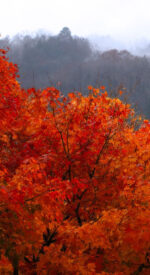 autumnleaves04 150x275 - 美しい紅葉の無料高画質スマホ壁紙24枚 [iPhone＆Androidに対応]