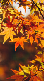 autumnleaves06 150x275 - 美しい紅葉の無料高画質スマホ壁紙24枚 [iPhone＆Androidに対応]