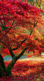 autumnleaves07 150x275 - 美しい紅葉の無料高画質スマホ壁紙24枚 [iPhone＆Androidに対応]