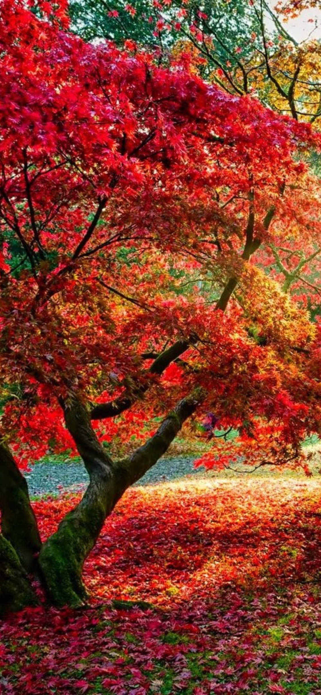 美しい紅葉の無料高画質スマホ壁紙24枚 エモい スマホ壁紙辞典