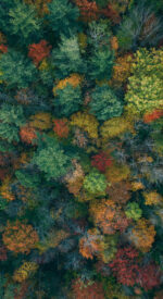 autumnleaves09 150x275 - 美しい紅葉の無料高画質スマホ壁紙24枚 [iPhone＆Androidに対応]
