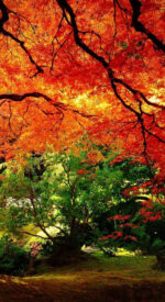 autumnleaves10 150x275 - 美しい紅葉の無料高画質スマホ壁紙24枚 [iPhone＆Androidに対応]