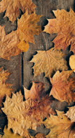autumnleaves12 150x275 - 美しい紅葉の無料高画質スマホ壁紙24枚 [iPhone＆Androidに対応]