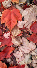 autumnleaves13 150x275 - 美しい紅葉の無料高画質スマホ壁紙24枚 [iPhone＆Androidに対応]