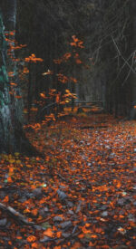 autumnleaves15 150x275 - 美しい紅葉の無料高画質スマホ壁紙24枚 [iPhone＆Androidに対応]