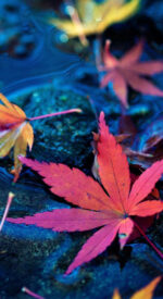 autumnleaves16 150x275 - 美しい紅葉の無料高画質スマホ壁紙24枚 [iPhone＆Androidに対応]
