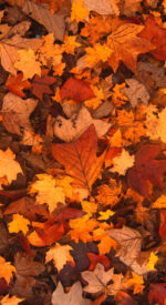 autumnleaves17 150x275 - 美しい紅葉の無料高画質スマホ壁紙24枚 [iPhone＆Androidに対応]