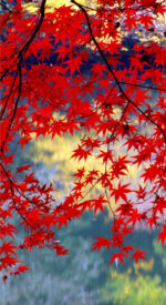 autumnleaves20 150x275 - 美しい紅葉の無料高画質スマホ壁紙24枚 [iPhone＆Androidに対応]