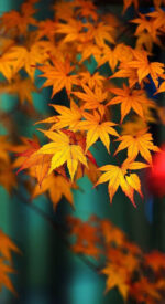 autumnleaves21 150x275 - 美しい紅葉の無料高画質スマホ壁紙24枚 [iPhone＆Androidに対応]