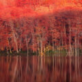 autumnleaves22 120x120 - 美しい紅葉の無料高画質スマホ壁紙24枚 [iPhone＆Androidに対応]