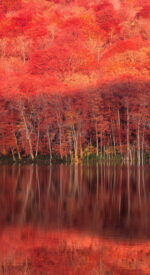 autumnleaves22 150x275 - 美しい紅葉の無料高画質スマホ壁紙24枚 [iPhone＆Androidに対応]