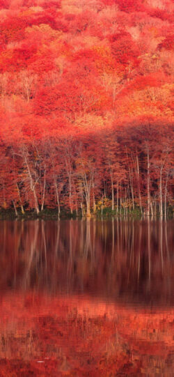 autumnleaves22 250x541 - 美しい紅葉の無料高画質スマホ壁紙24枚 [iPhone＆Androidに対応]