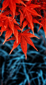 autumnleaves23 150x275 - 美しい紅葉の無料高画質スマホ壁紙24枚 [iPhone＆Androidに対応]