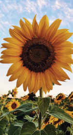 sunflower01 150x275 - ひまわりの無料高画質スマホ壁紙14枚 [iPhone＆Androidに対応]
