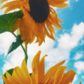 sunflower02 120x120 - コスモスの無料高画質スマホ壁紙22枚 [iPhone＆Androidに対応]