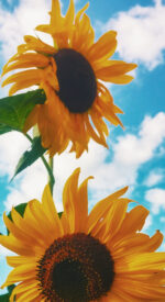 sunflower02 150x275 - ひまわりの無料高画質スマホ壁紙14枚 [iPhone＆Androidに対応]