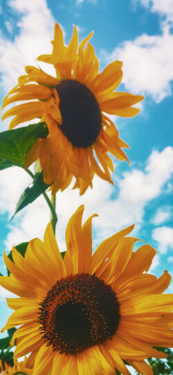 sunflower02 250x541 - ひまわりの無料高画質スマホ壁紙14枚 [iPhone＆Androidに対応]
