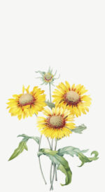 sunflower11 150x275 - ひまわりの無料高画質スマホ壁紙14枚 [iPhone＆Androidに対応]