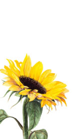 sunflower14 150x275 - ひまわりの無料高画質スマホ壁紙14枚 [iPhone＆Androidに対応]